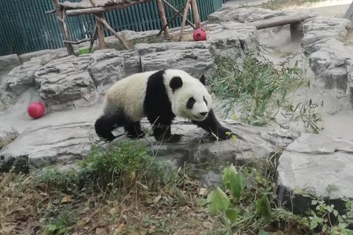 panda, ki hodi po skalah v živalskem vrtu