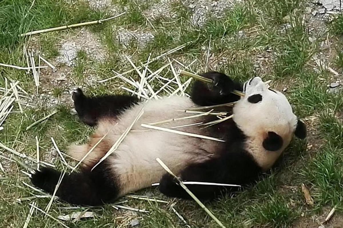 panda leži na hrbtu v travi