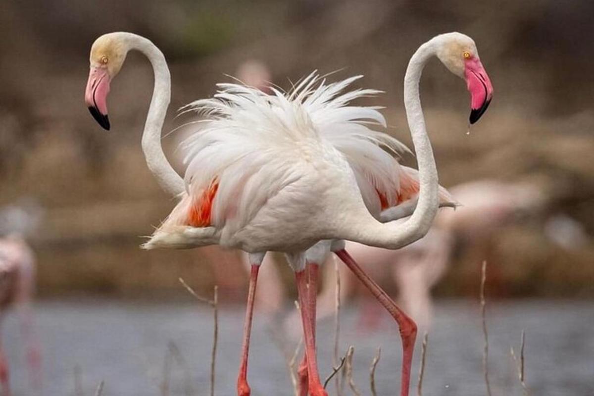two flamingos walking on the water with their wings out
