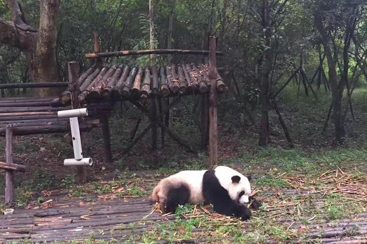 pandakaru lebas pingi kõrval murul