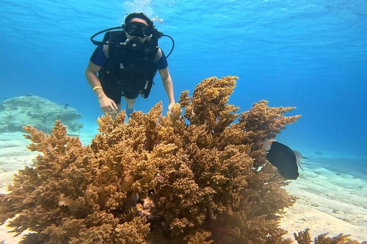 ένα άτομο στον ωκεανό που κοιτάζει έναν κοραλλιογενή ύφαλο