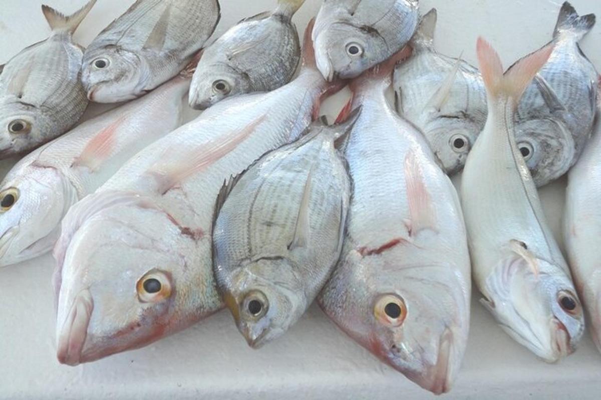 テーブルの上に置かれた魚の山