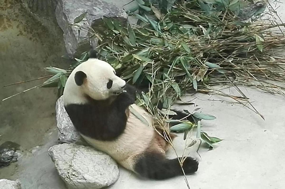 ein Pandabär, der mit einem Grashaufen auf einem Felsen sitzt