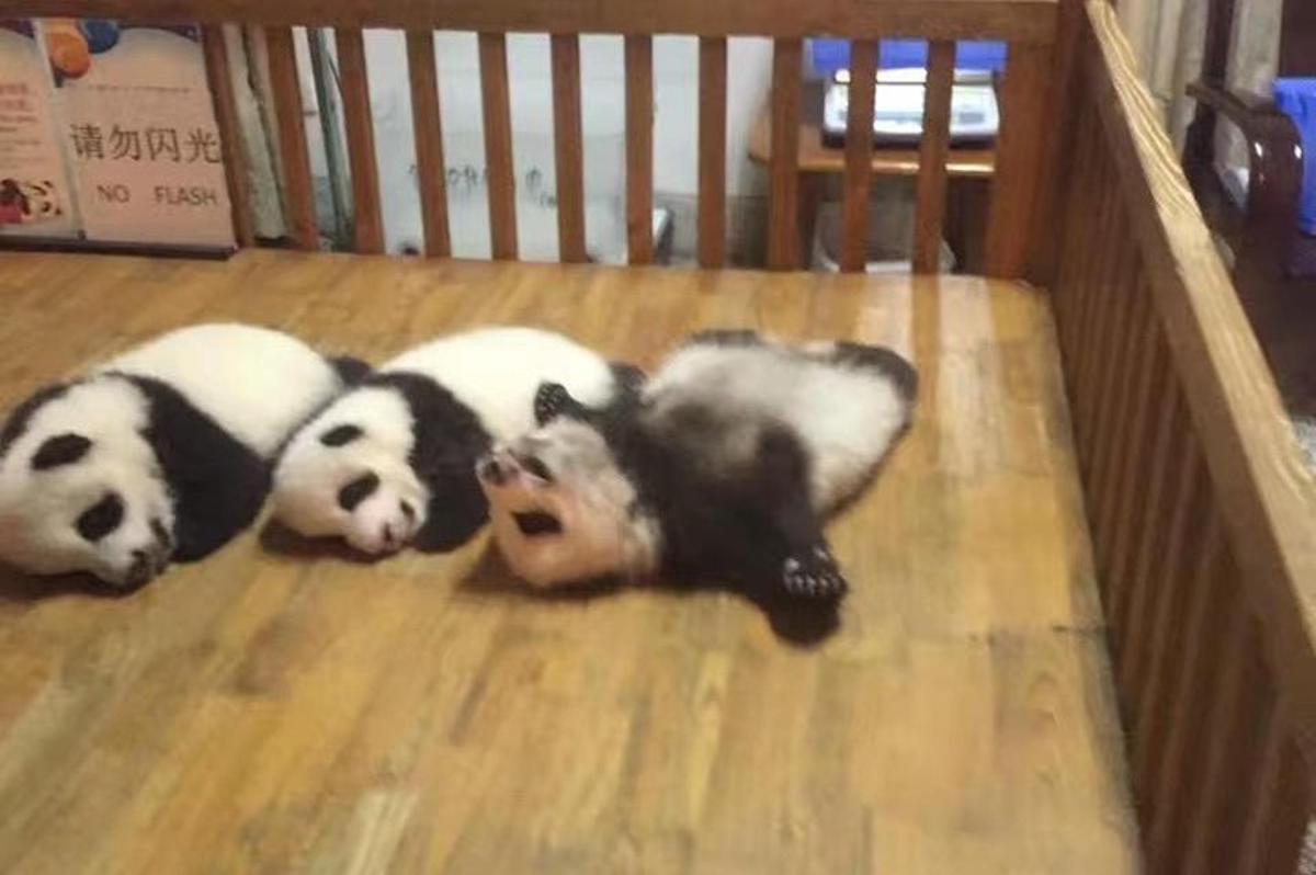 drei Pandas liegen auf dem Boden in einer Krippe