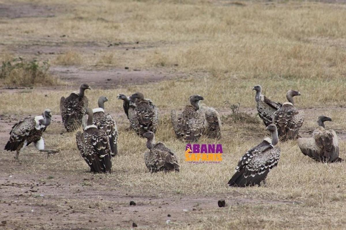 põllul seisev raisakotkaste rühm