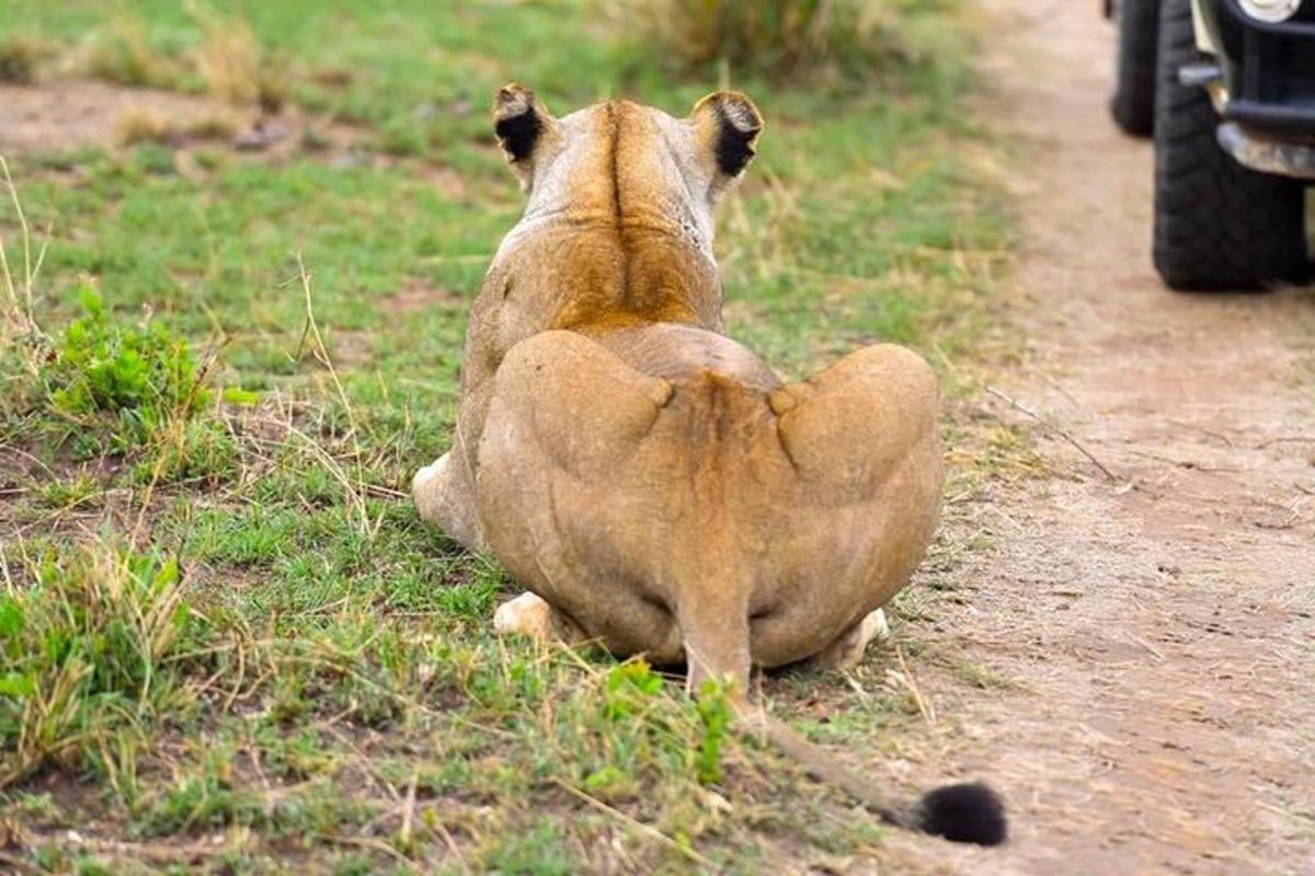 lõvi lamas maas rohus
