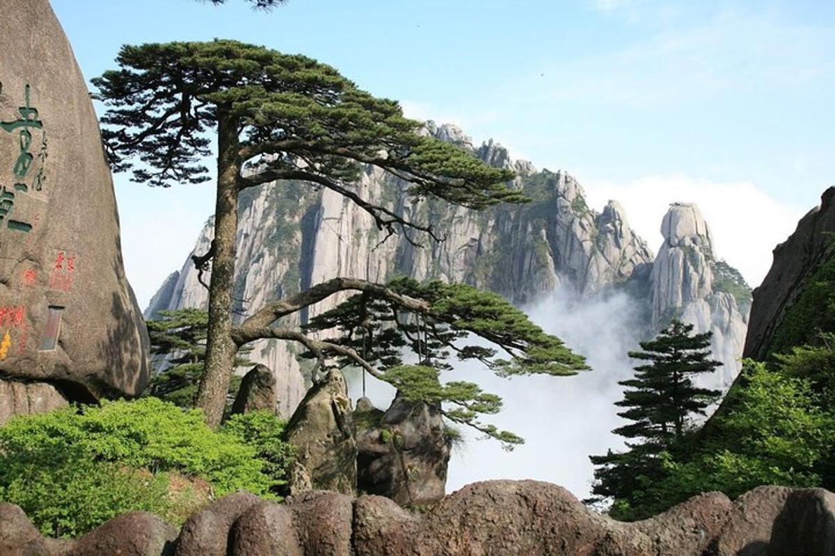 山の前の松の木