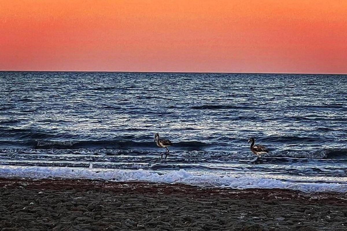 two birds walking on the beach at sunset