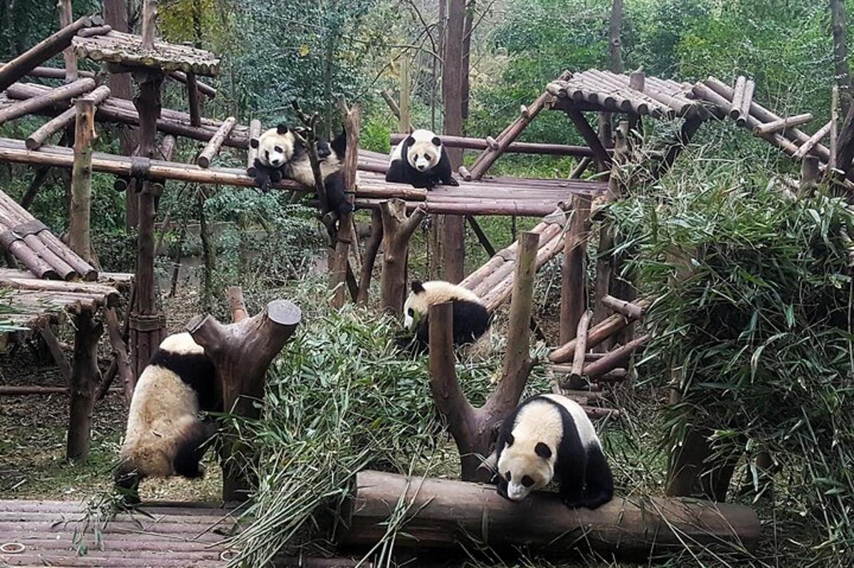 a group of pandas laying on logs in a zoo