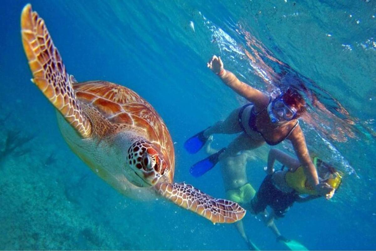 ein Mann und eine Schildkröte schwimmen im Wasser