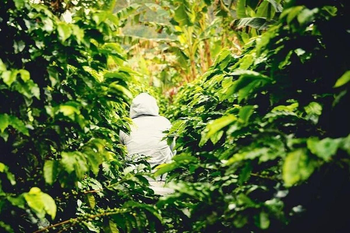 a person walking through a forest of trees