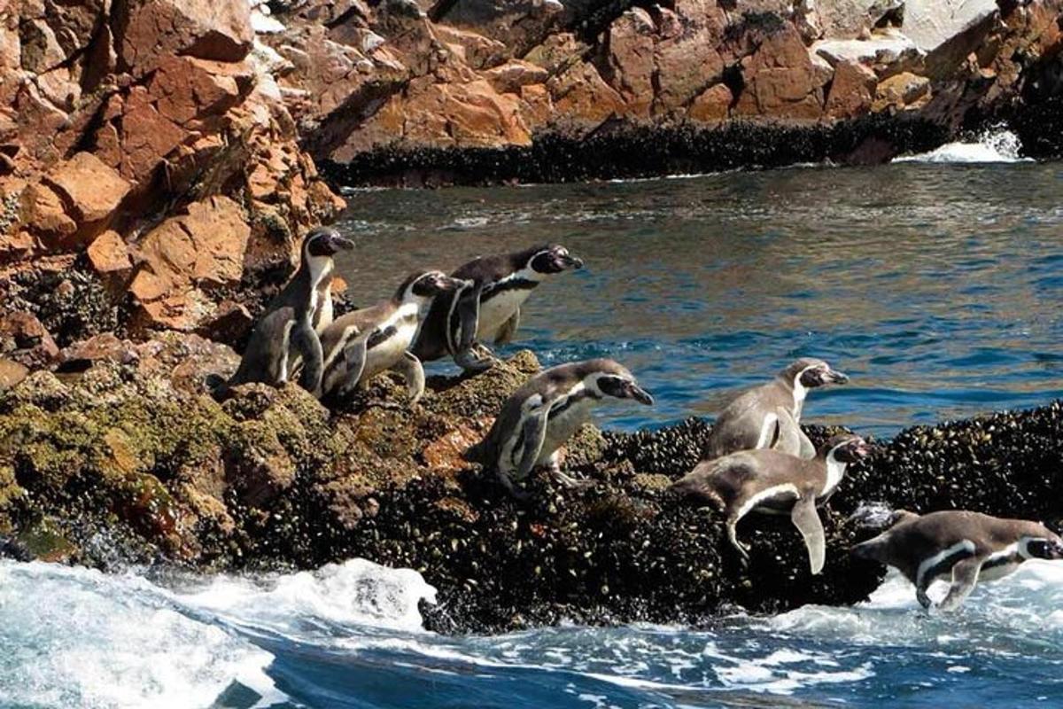a group of penguins standing on the rocks near the water