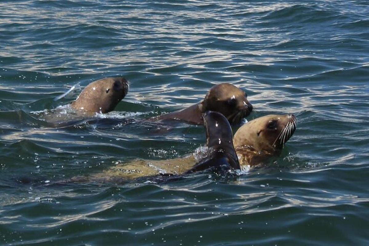 three sea lions swimming in the water