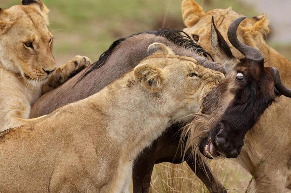 un gruppo di animali che giocano tra loro