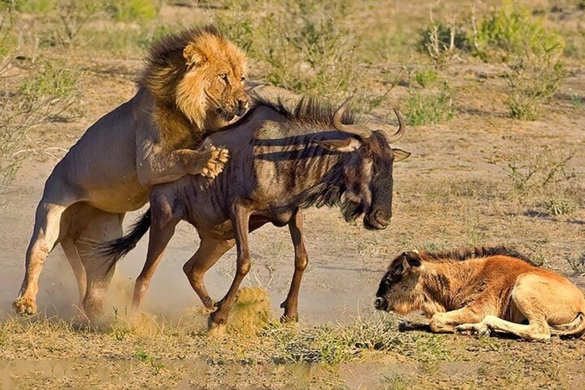 un leone che combatte con uno gnu e un bufalo
