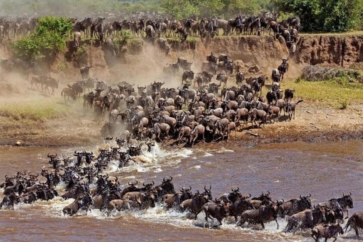 una mandria di animali selvatici che attraversa un fiume