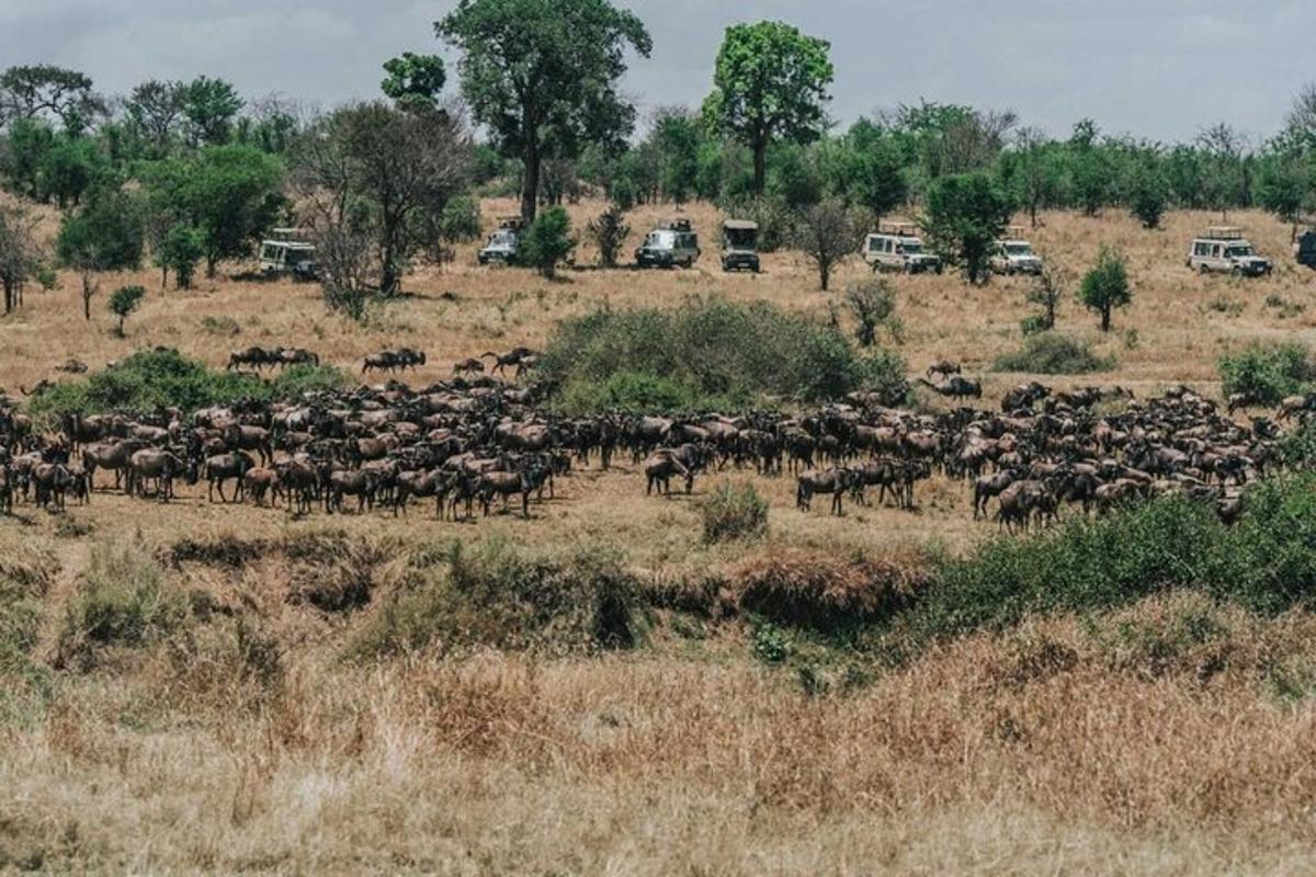 una mandria di animali in piedi in un campo