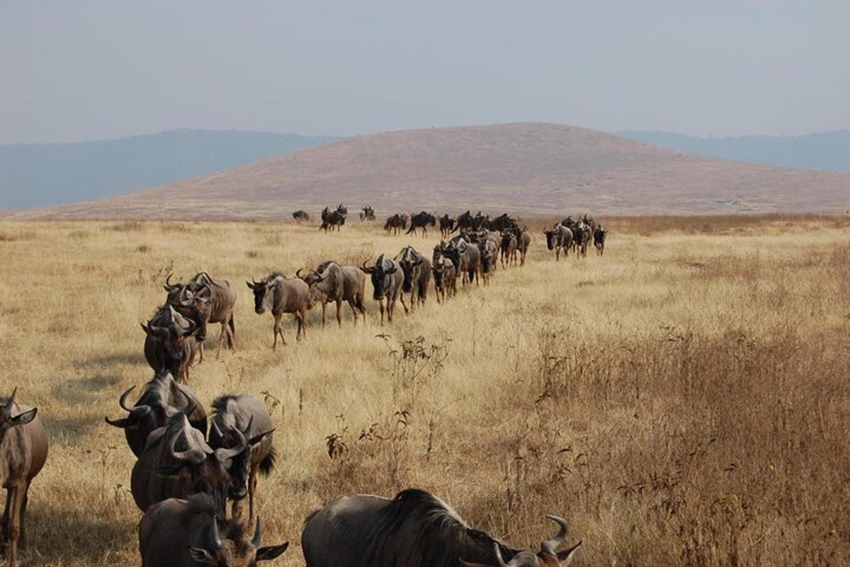 una mandria di animali che cammina attraverso un campo