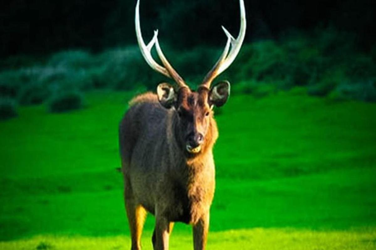 un grande cervo con grandi corna in piedi in un campo