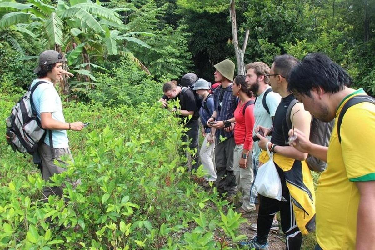 un grup de oameni care privesc plantele dintr-o pădure
