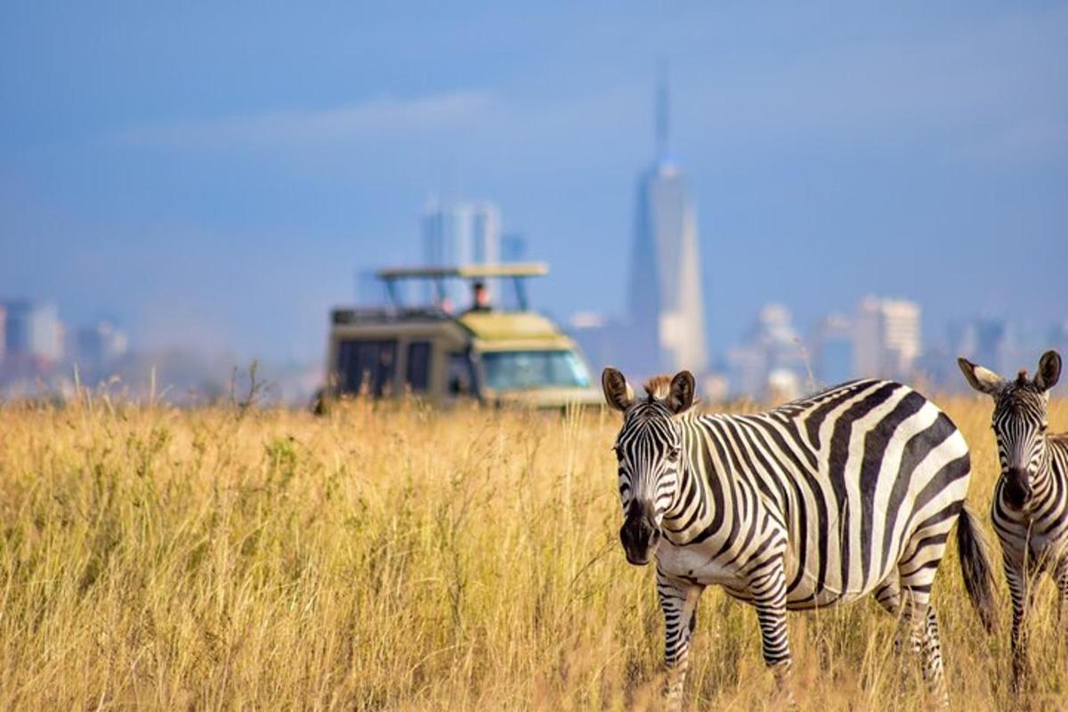 dua zebra berdiri di padang rumput tinggi