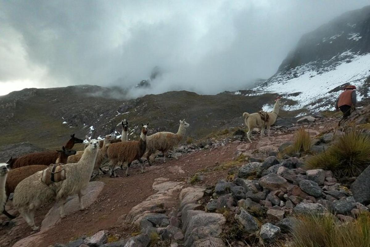 a herd of sheep walking up a rocky mountain