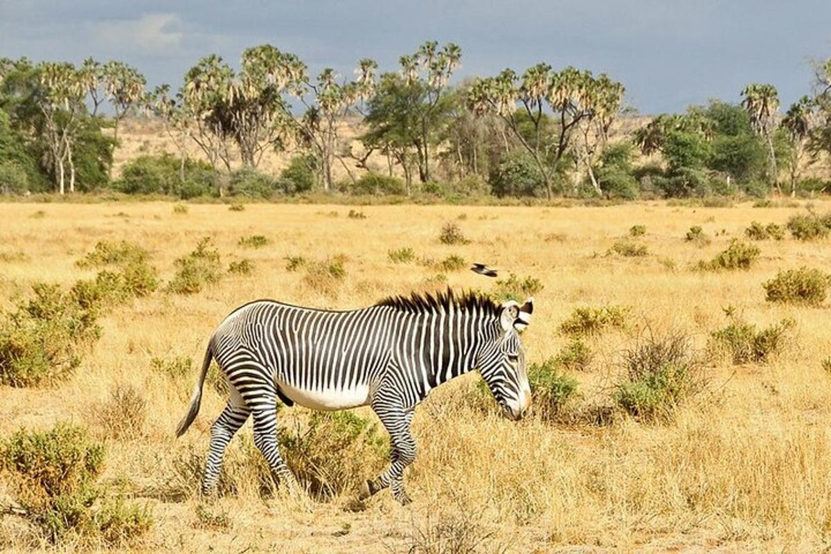 uma zebra caminhando por um campo de grama seca