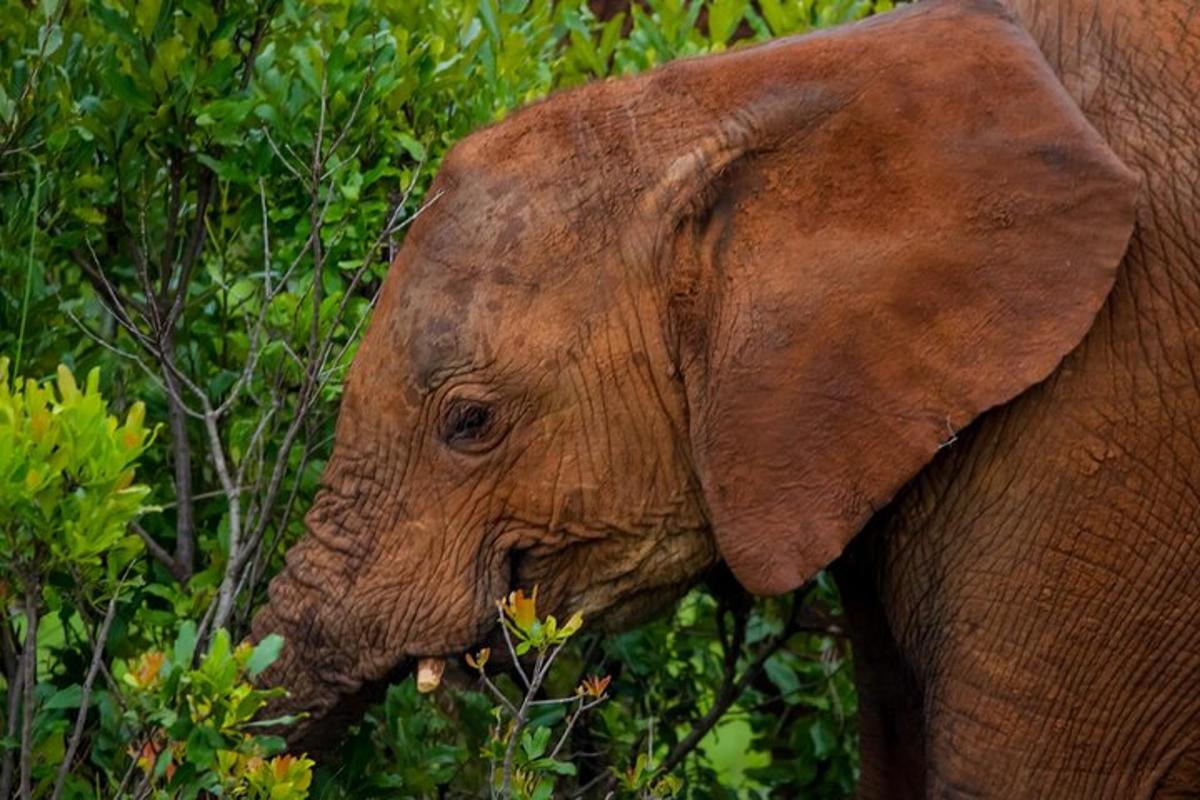 un primo piano di un elefante in piedi sugli alberi