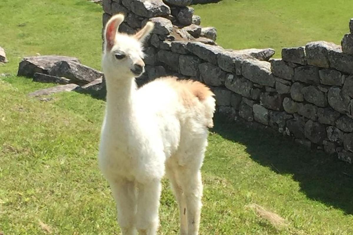 llama putih berdiri di sebelah dinding batu