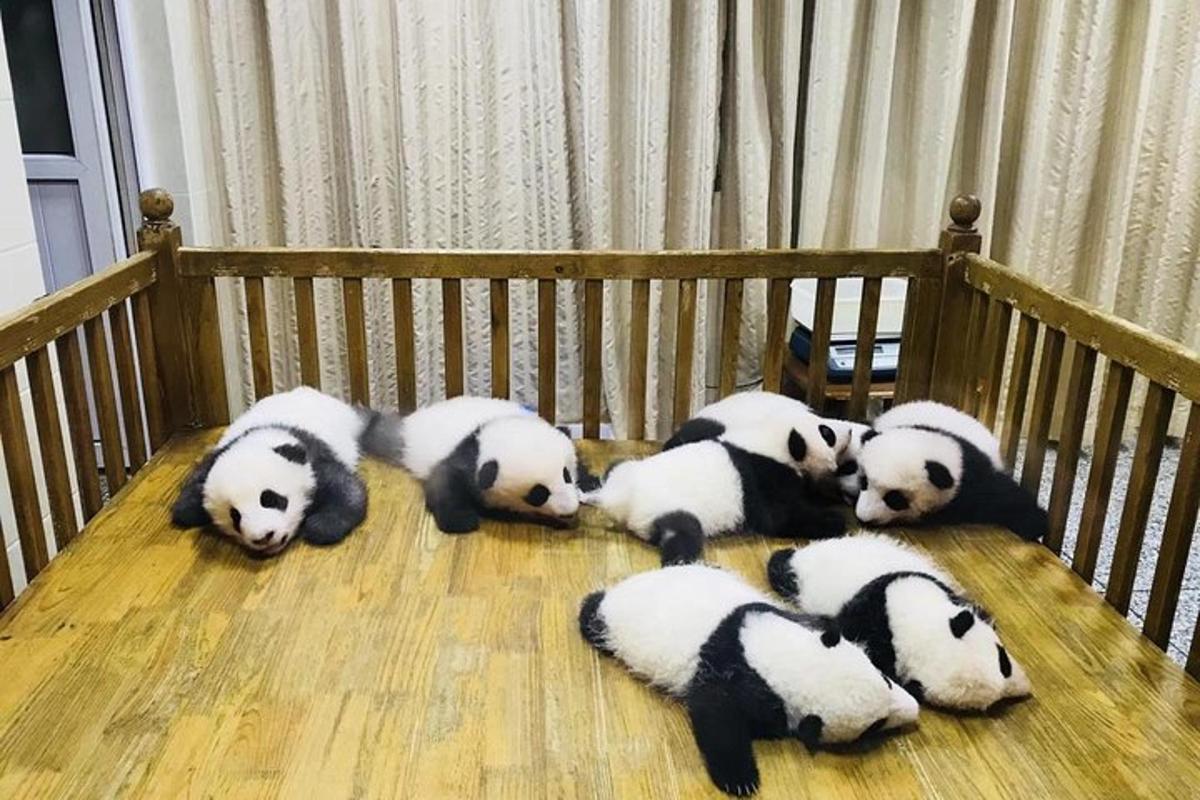 一群熊猫躺在婴儿床里