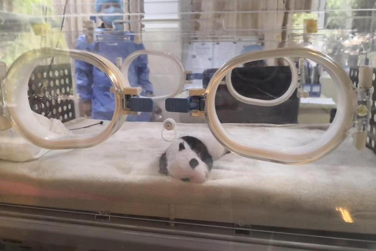 一只猫躺在笼子里的床上
