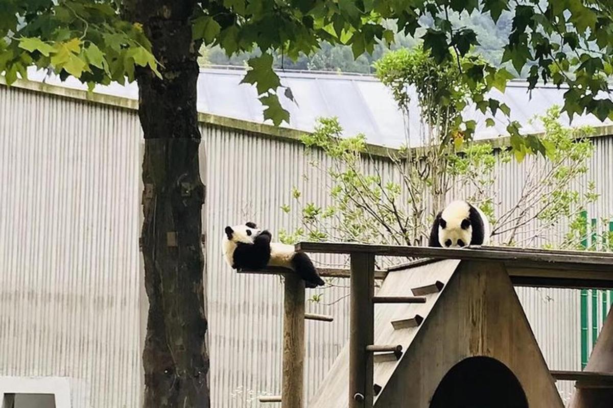 两只熊猫坐在栅栏上