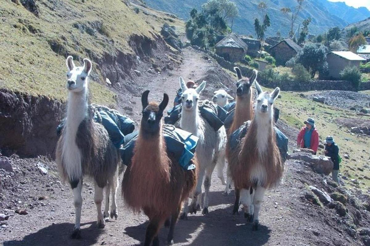 Un grupo de cabras caminando por un camino de tierra