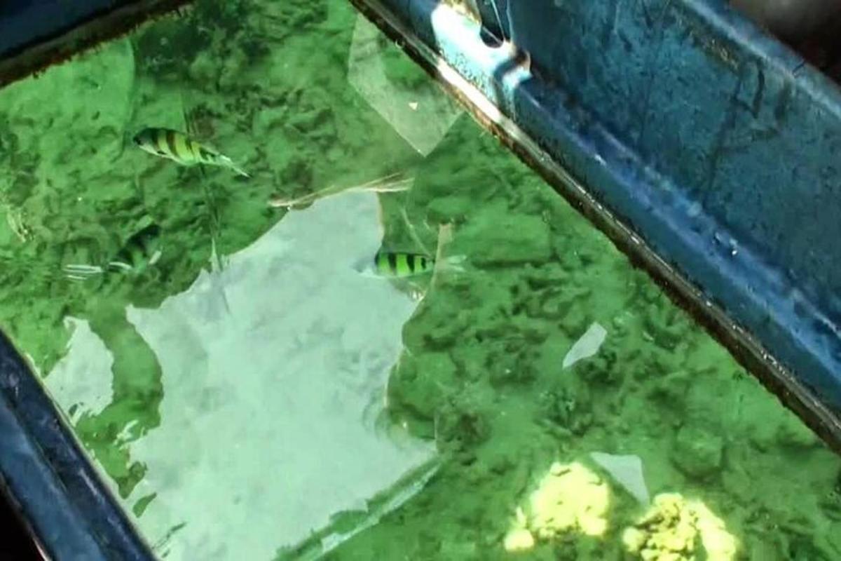 a group of fish swimming in a tank