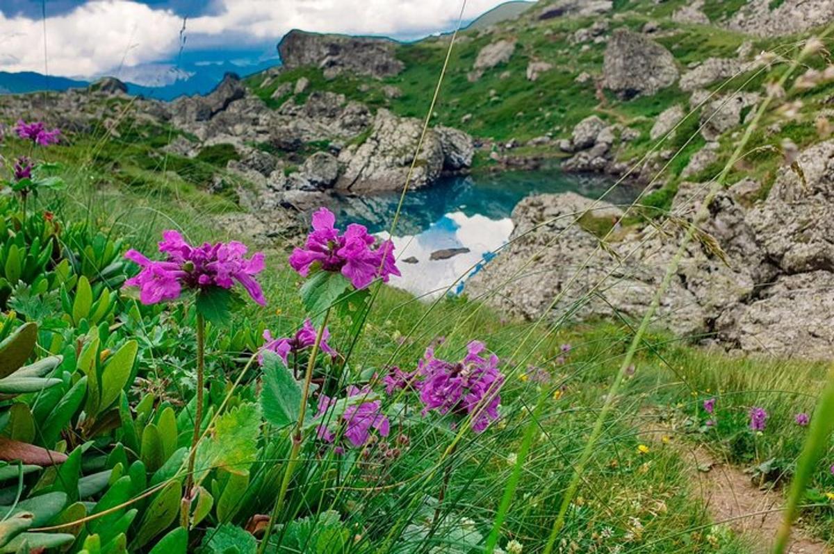 un mazzo di fiori viola nell'erba accanto a un fiume
