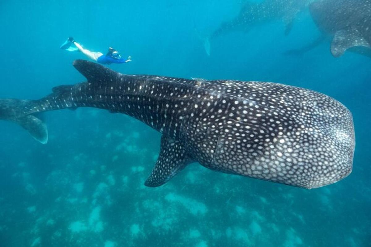 o persoană care înoată lângă un rechin balenă în ocean
