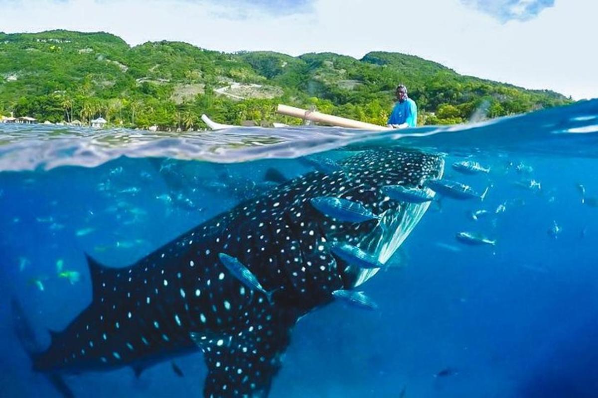 un uomo su una barca in acqua con uno squalo balena