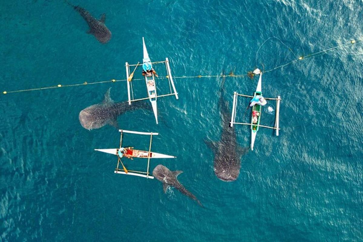 Un grupo de barcos en el agua con un grupo de delfines.
