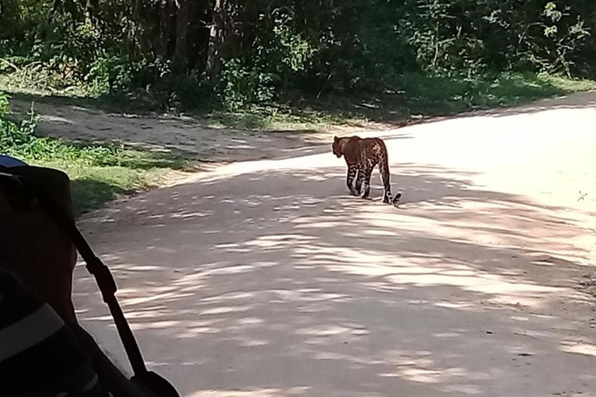 un perro marrón caminando por una calle