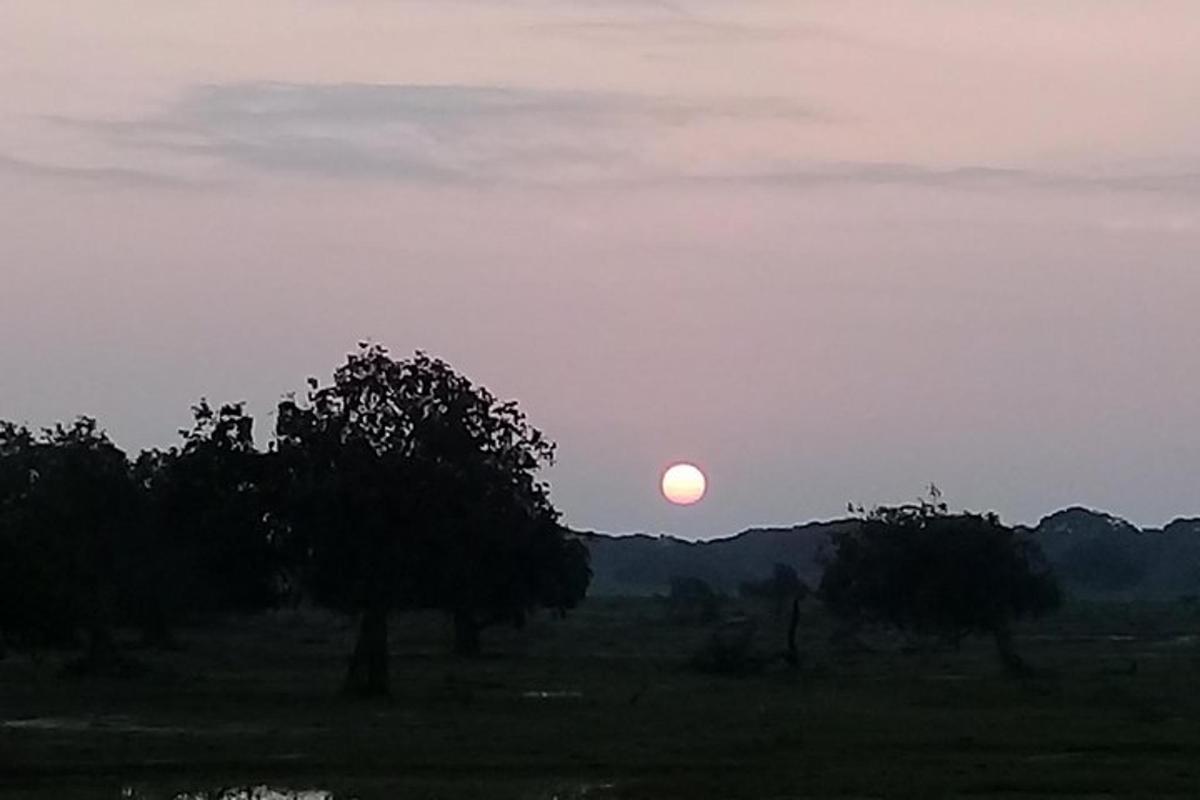Una puesta de sol en un campo con árboles en primer plano