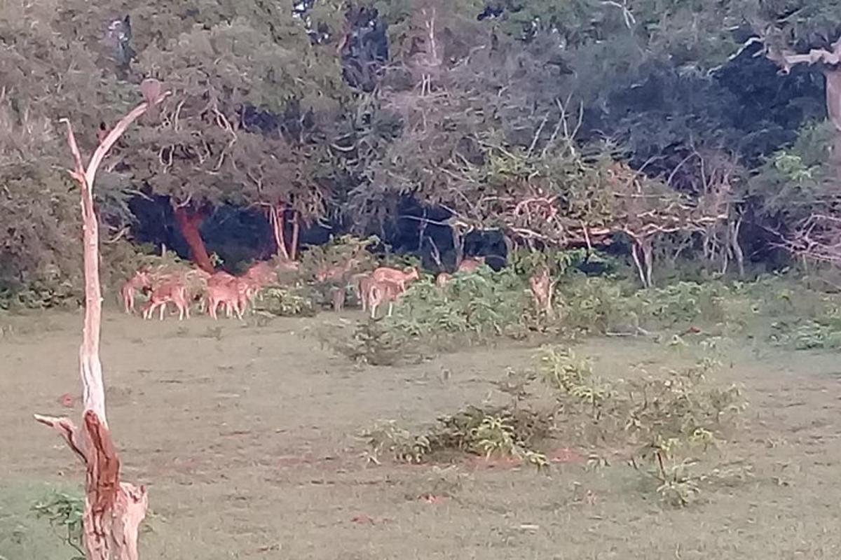 una manada de ciervos caminando por un campo