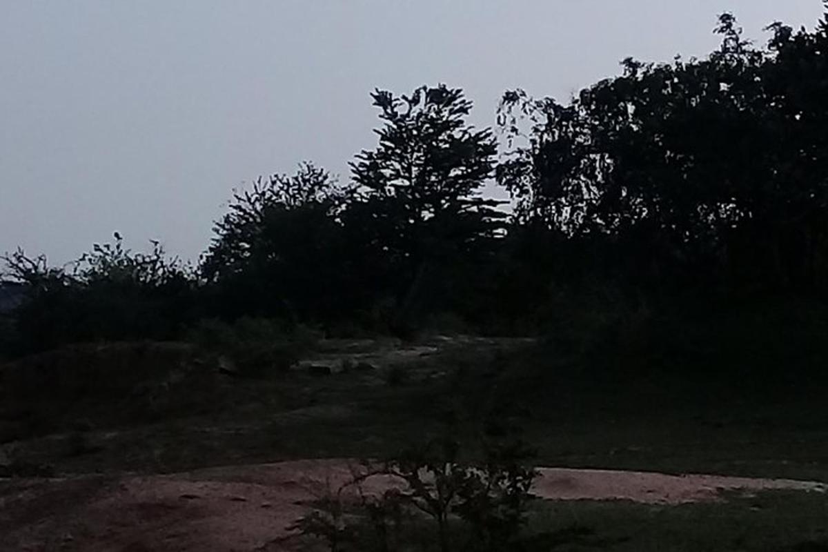 un grup d'arbres i arbustos en un turó