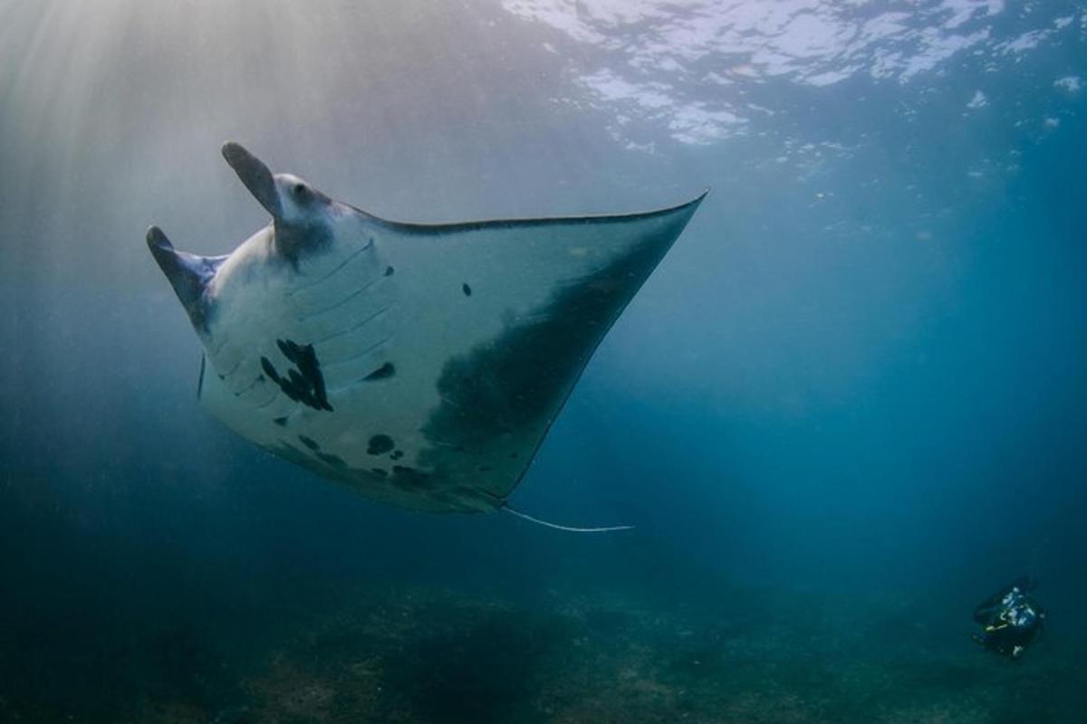 una ratlla nedant a l'oceà a l'aigua