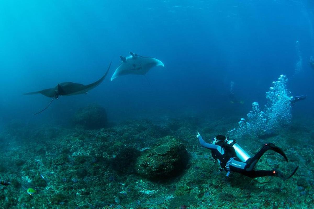 una persona nedant a l'oceà amb taurons al fons
