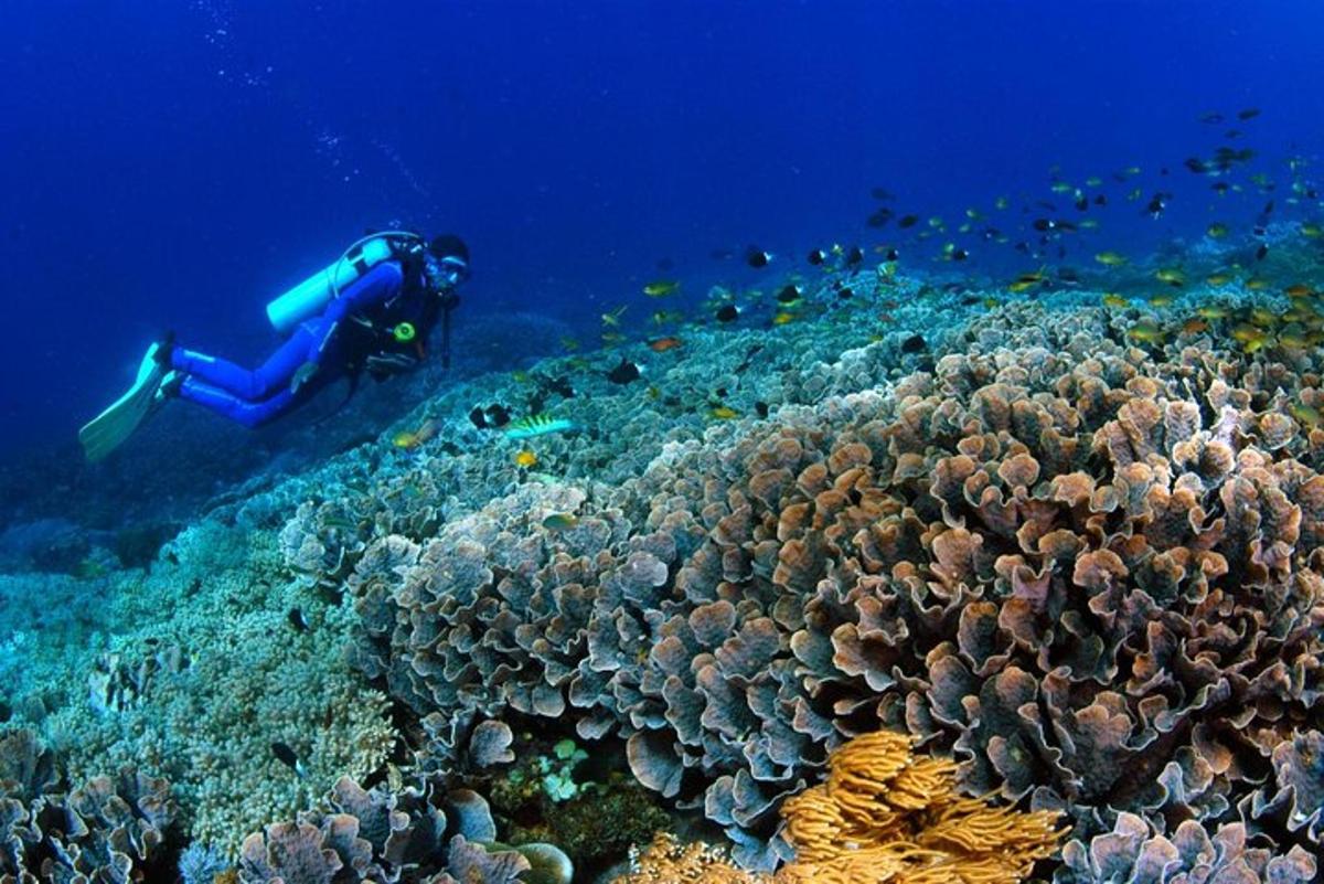 a person is swimming over a coral reef