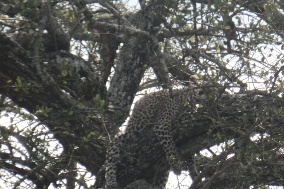 Leopard sedí na stromě