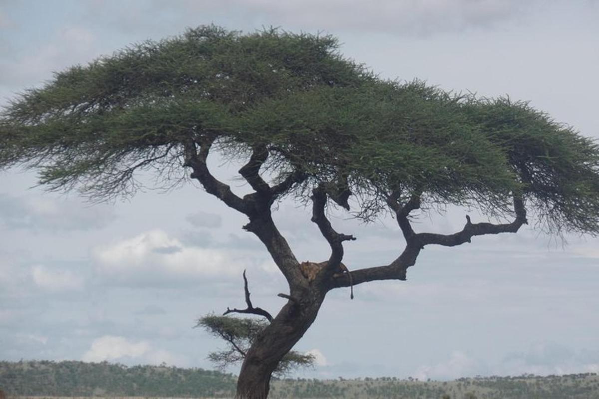 uma acácia no meio de um campo