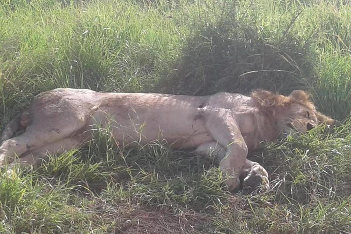 bir tarlada çimlerin üzerinde yatan bir aslan
