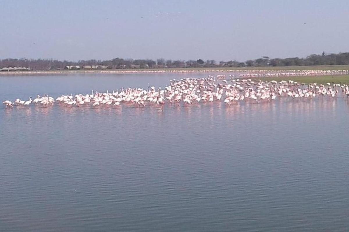 un estol d'ocells aturats a l'aigua