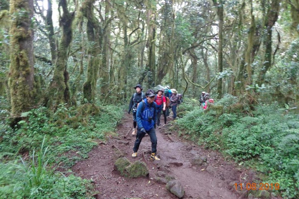 isang grupo ng mga tao na naglalakad sa isang trail sa isang kagubatan